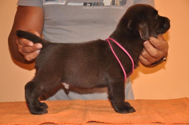 Cokoladni-stenci-Labrador-Retrivera