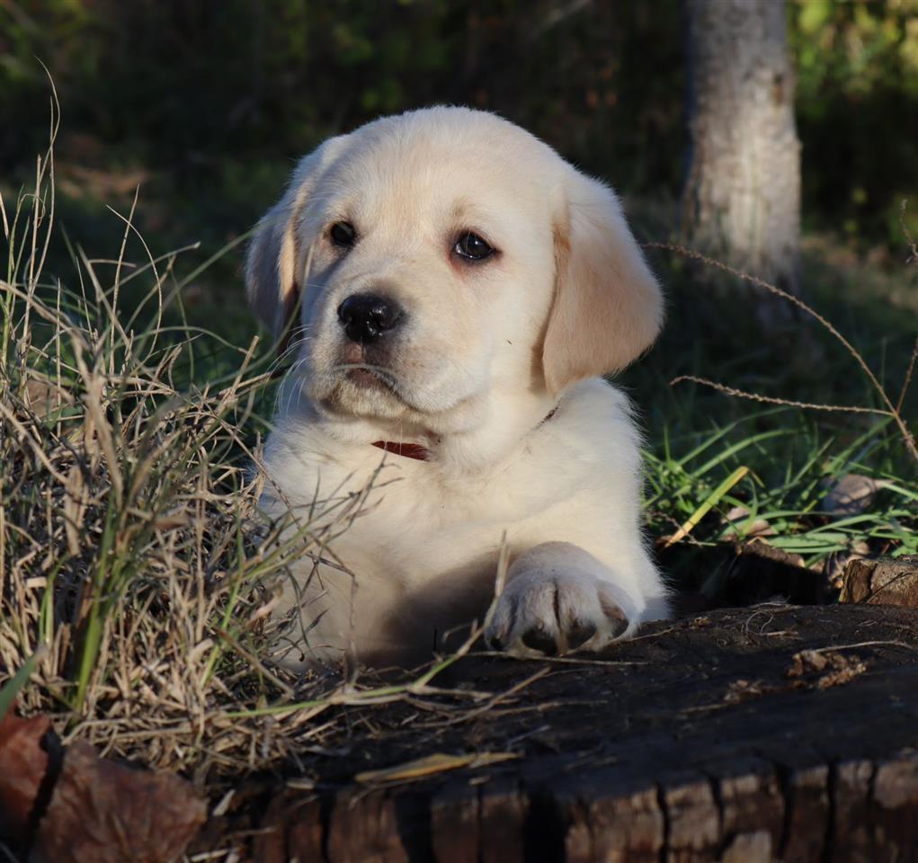 Labrador-štenci