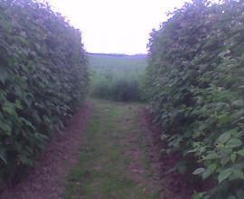Sadnice maline