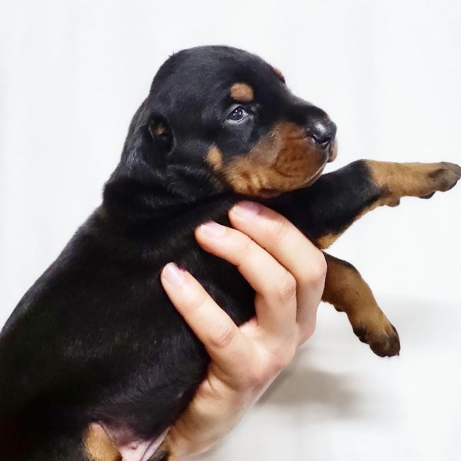 Doberman-stenci-