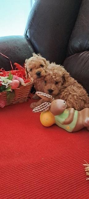 Toy-pudle-