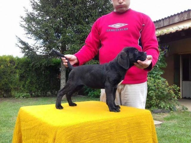 Cane-Corso---POVOLJNO