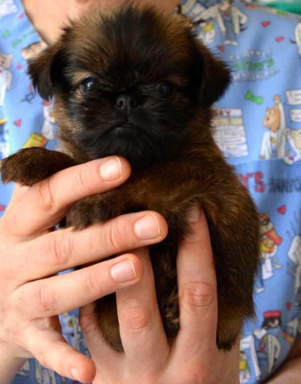 Brussels-griffon---Briselski-griffon--