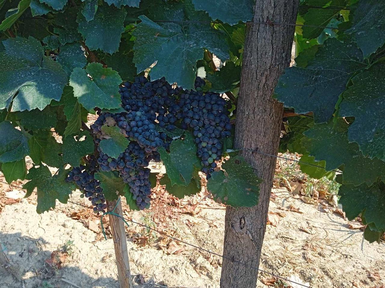 Prodaja