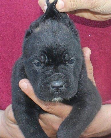 CANE CORSO stenci od odlicnih roditelja