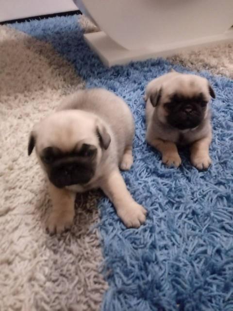 Mops-stenci