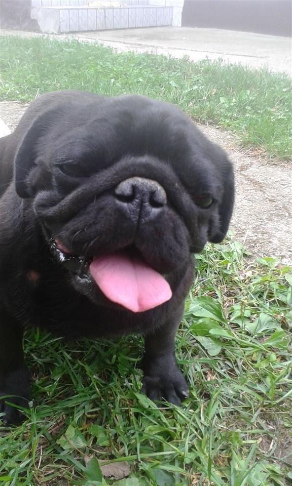 mops