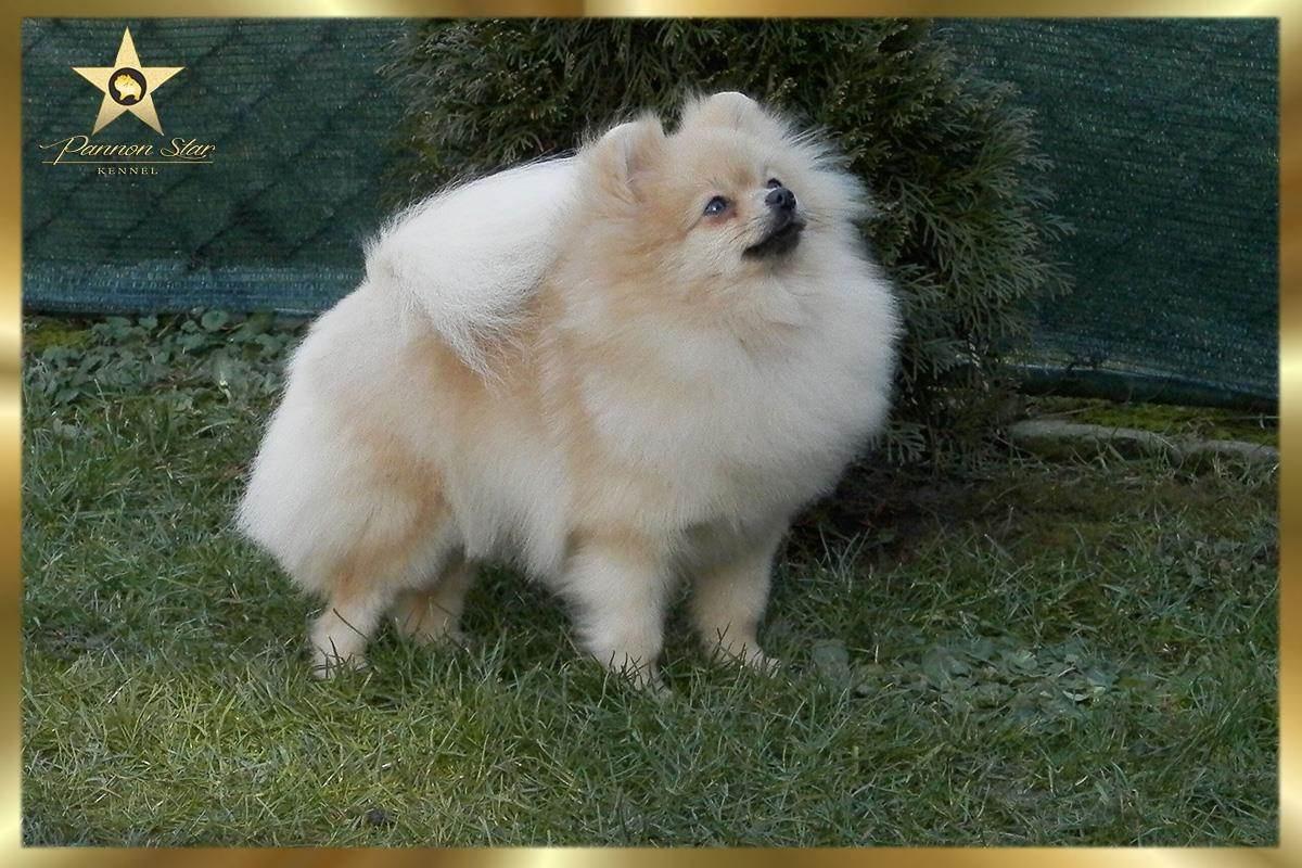 Pomeranski-spic