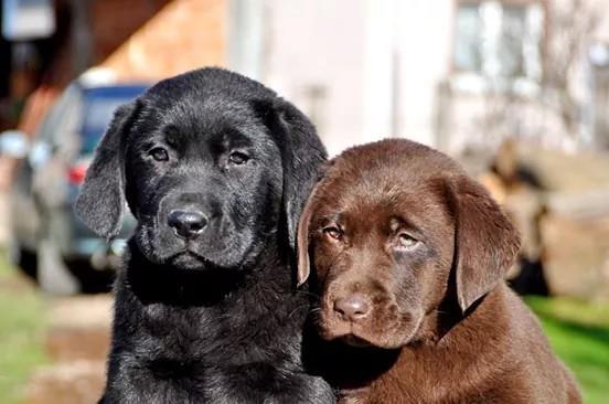 Labrador-stenci-