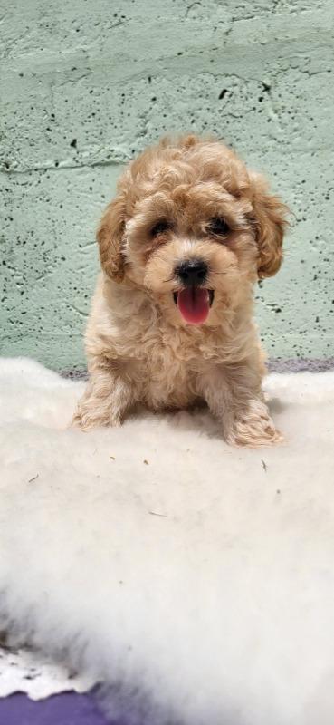 Mini-Maltipoo-štenci