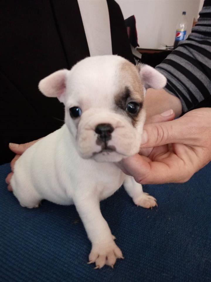 Francuski-buldog-stenad