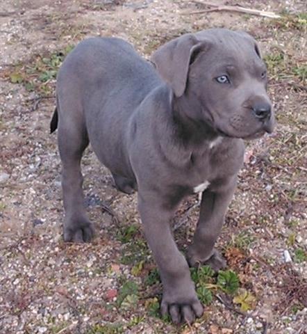 Cane-Corso