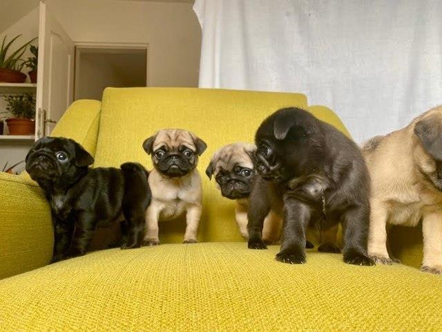 Mops-štenci-
