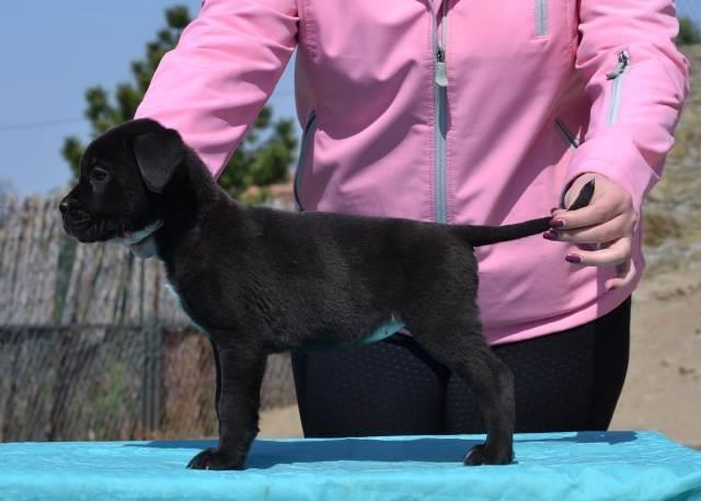 Cane-Corso--štenci