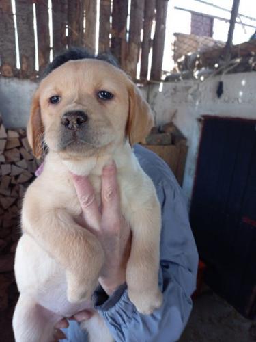 Labrador stenci