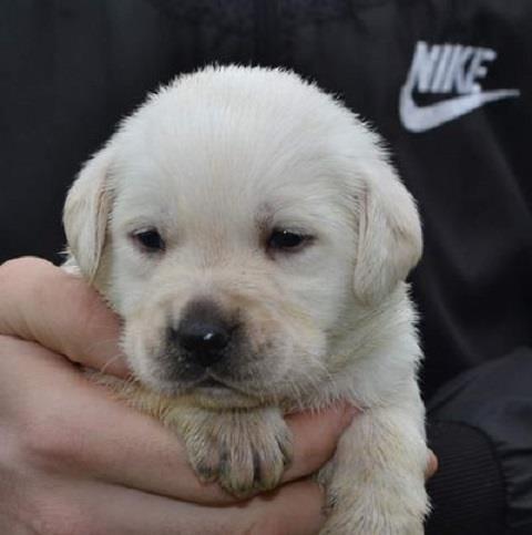 Labrador retriver
