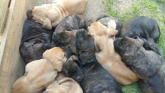 Cane-corso-štenci