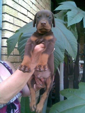 Doberman---prelepi-stenci