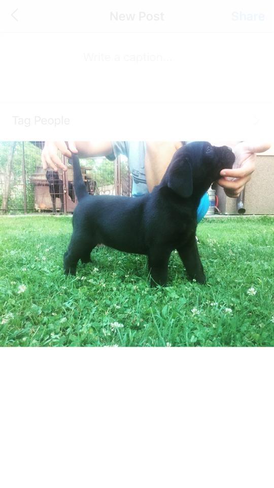 Cane-corso-štene