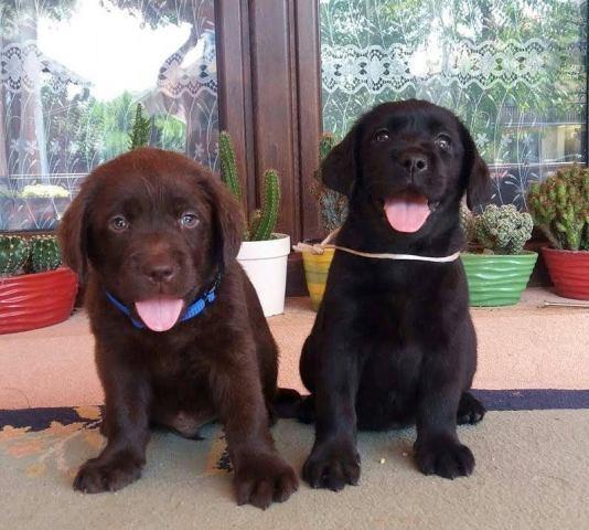 Labrador retriver stenci