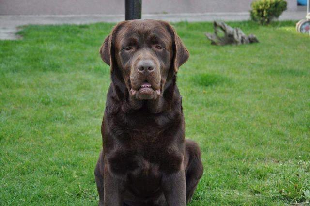 Labrador-retriver--čokoladni-štenci