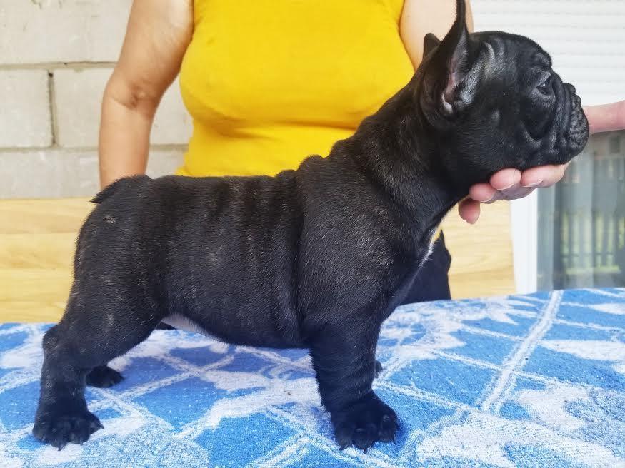 Francuski-Buldog
