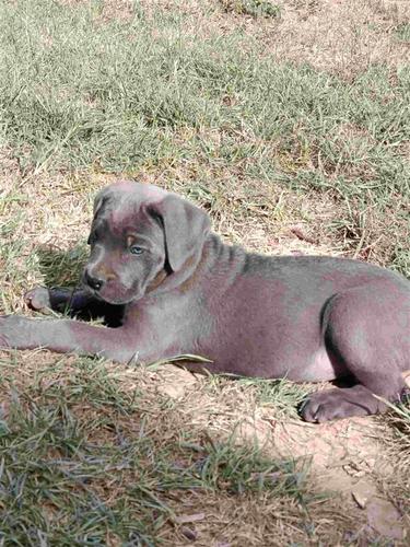 Cane Corso štenci