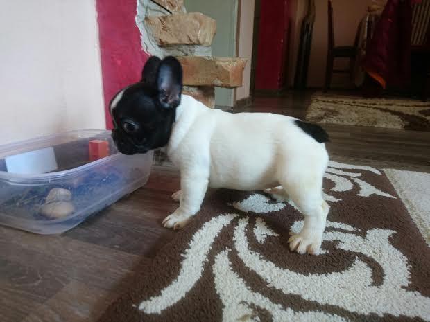 Francuski-Buldog-