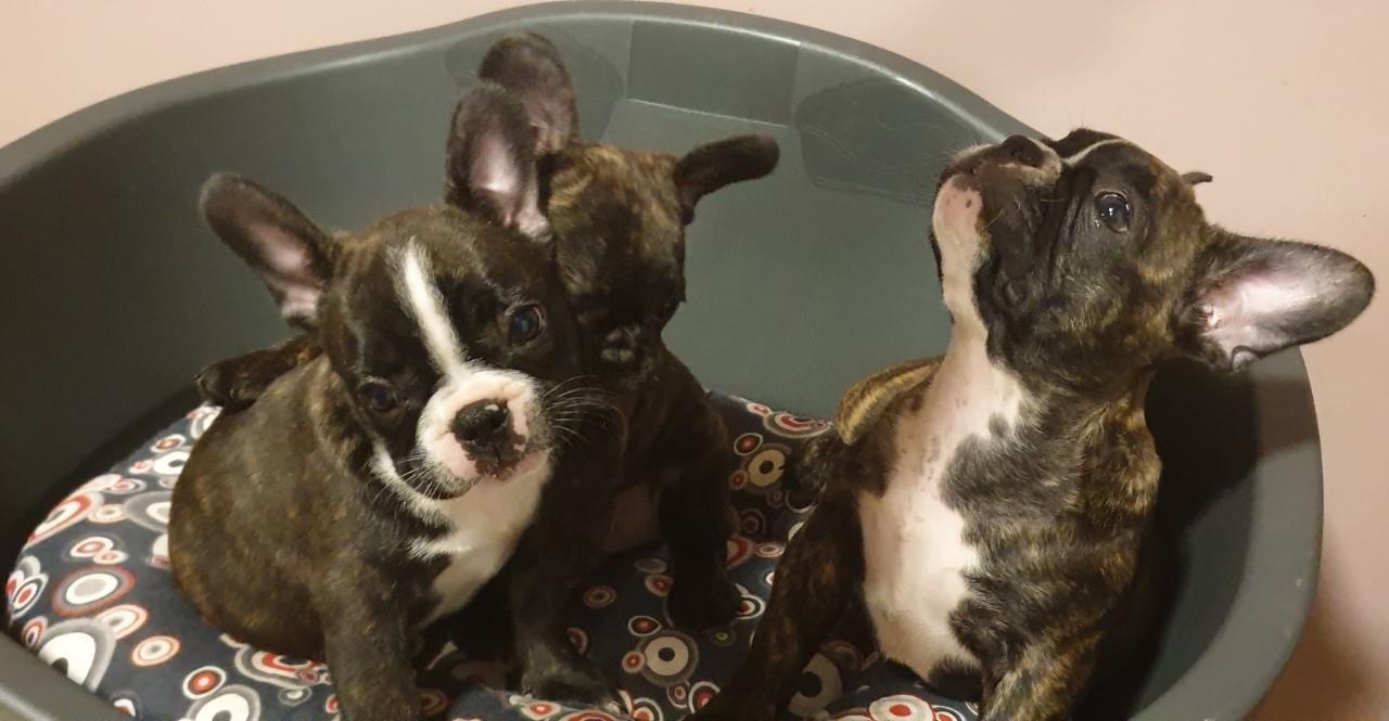 Francuski-buldog-štenci