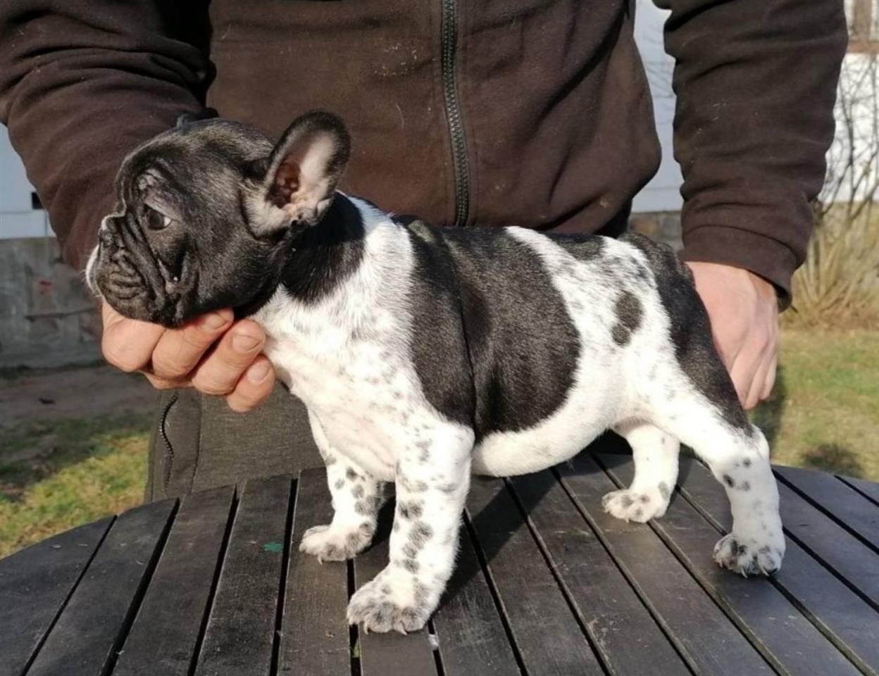 Francuski-Buldog