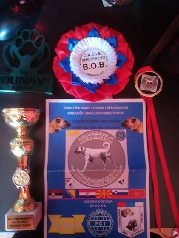 Kangal---Turski-pastirski-pas