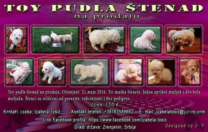 Toy pudla štenad
