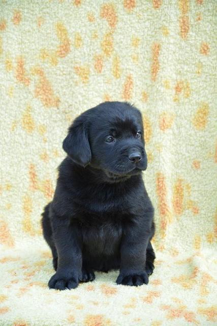 Labrador-retriver--stenci