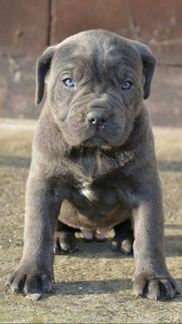 Cane-Corso--zenkice