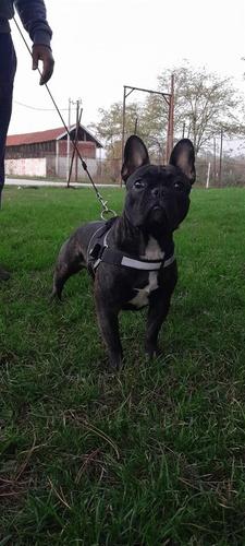 Francuski buldog za parenje