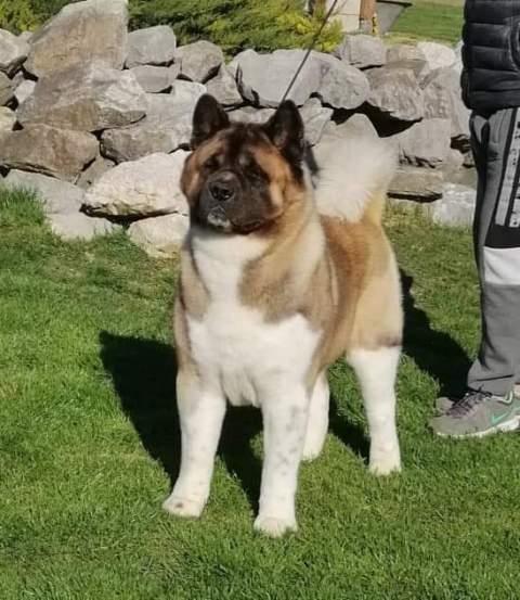 Američka-Akita--štenci