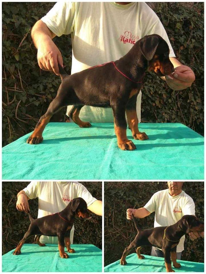 Doberman-štenad