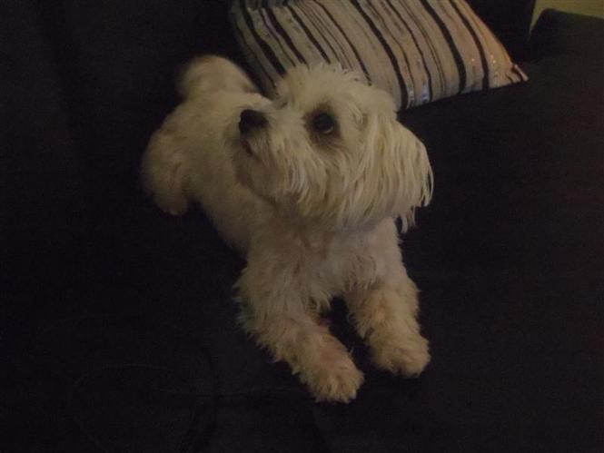 Kuce Maltezer