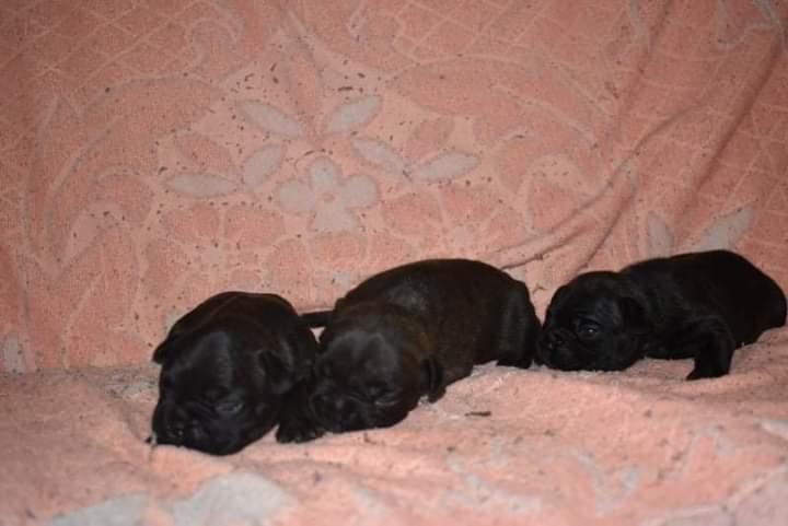 Francuski-buldog-
