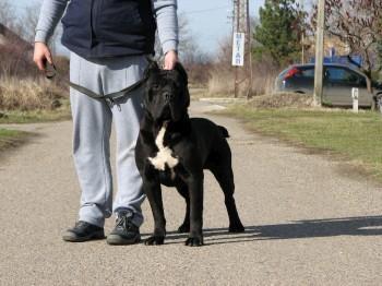 Cane-corso-muzijak-slobodan-za-parenje