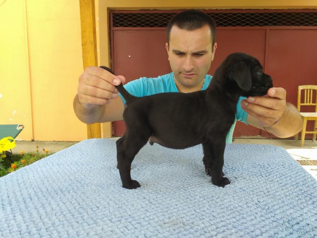 Cane-corso-stenci