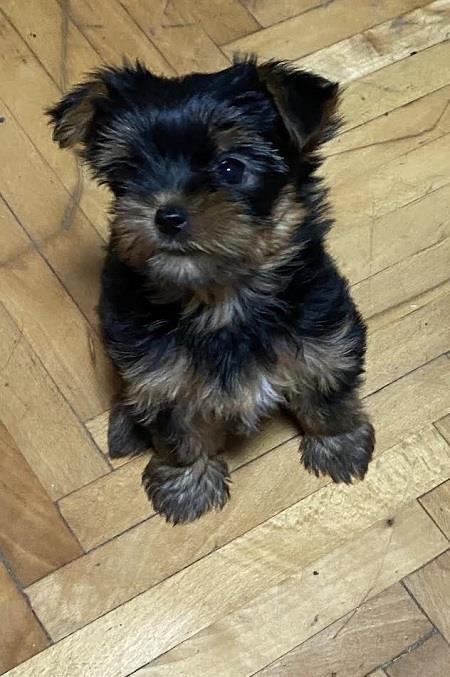 Mini-Jorki