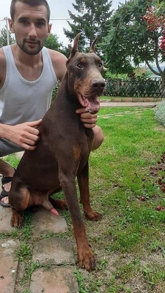 Doberman