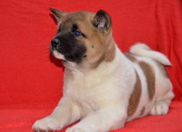 Američka-Akita--štenci-