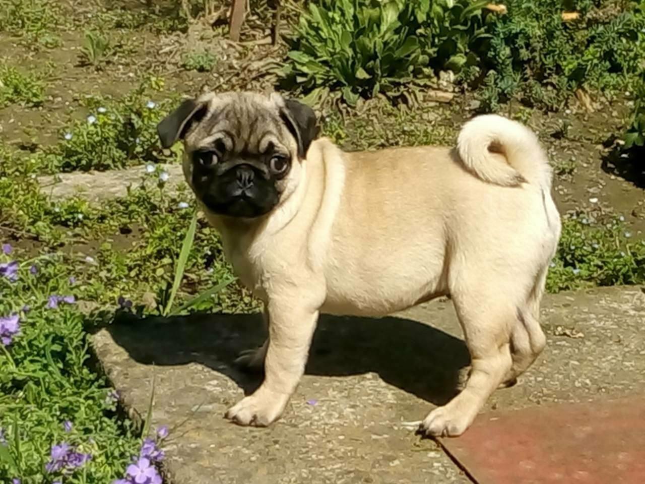 Mops
