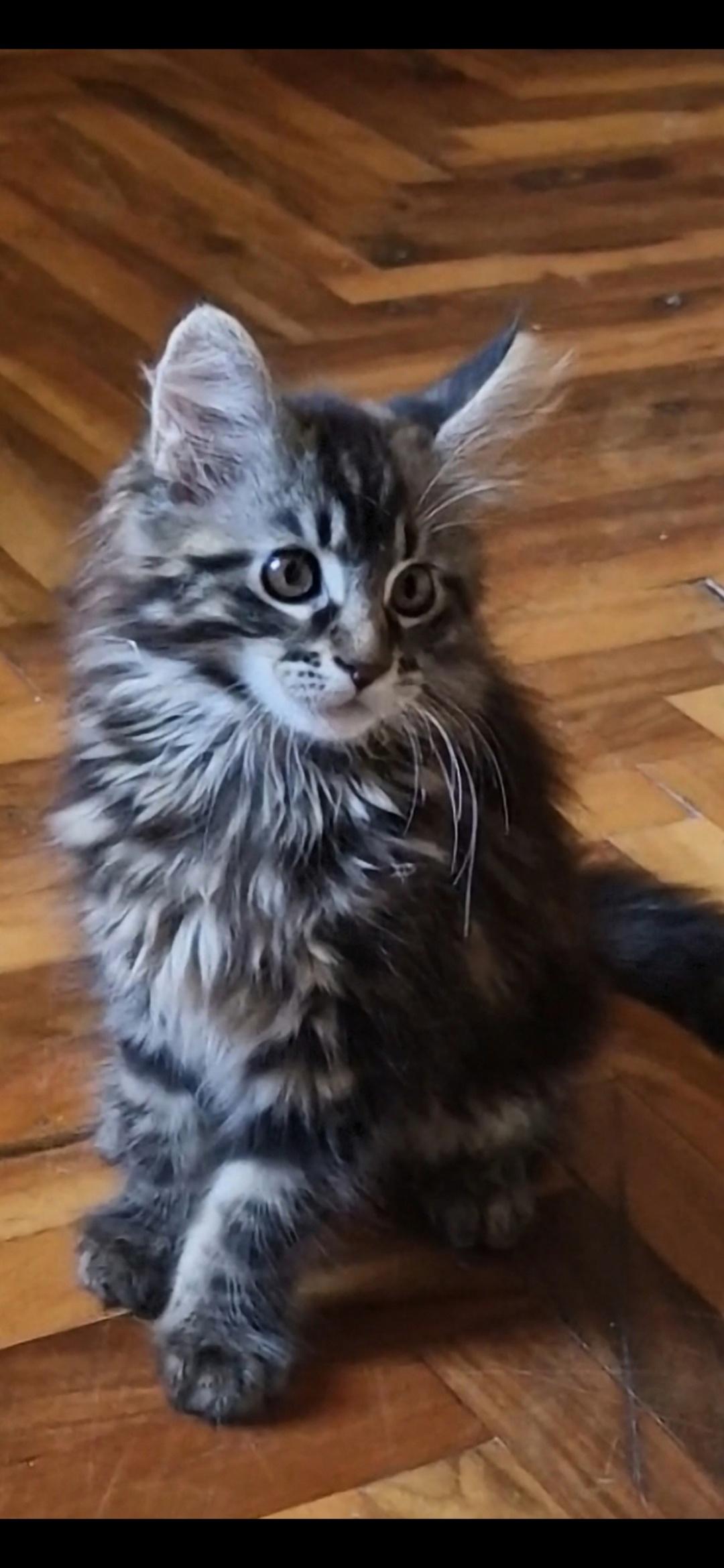 Maine-Coon-devojčice