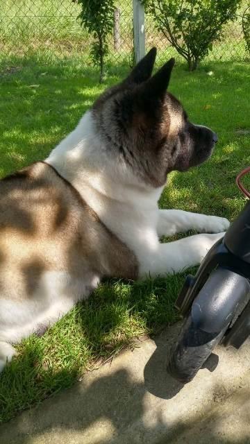 Američka-Akita-štenci