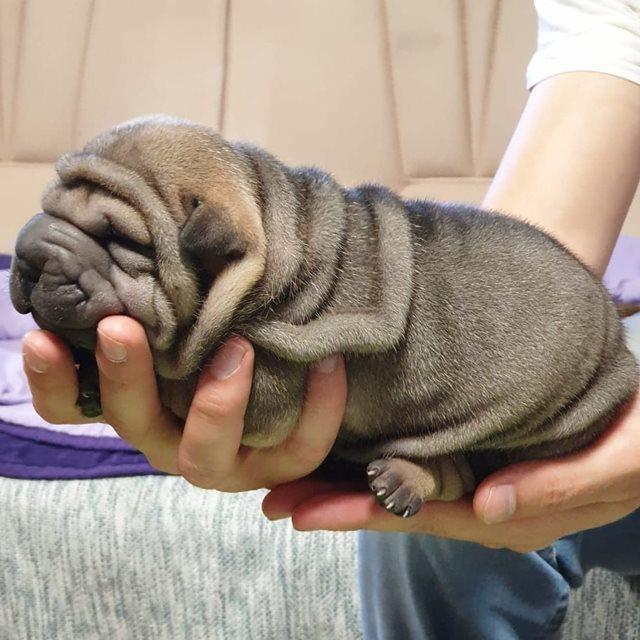 Shar-Pei-stenci-