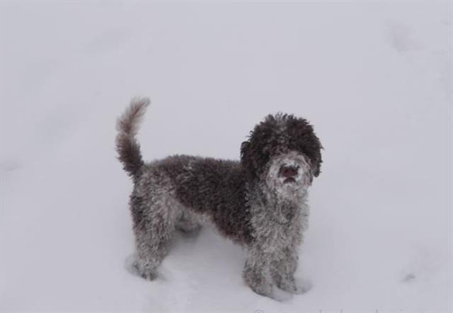 Lagotto Romagnolo