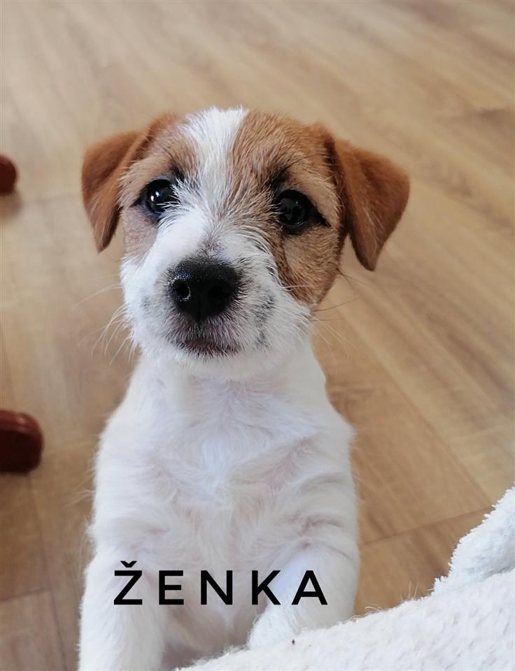 Štenci-dzek-rasel-terijera-